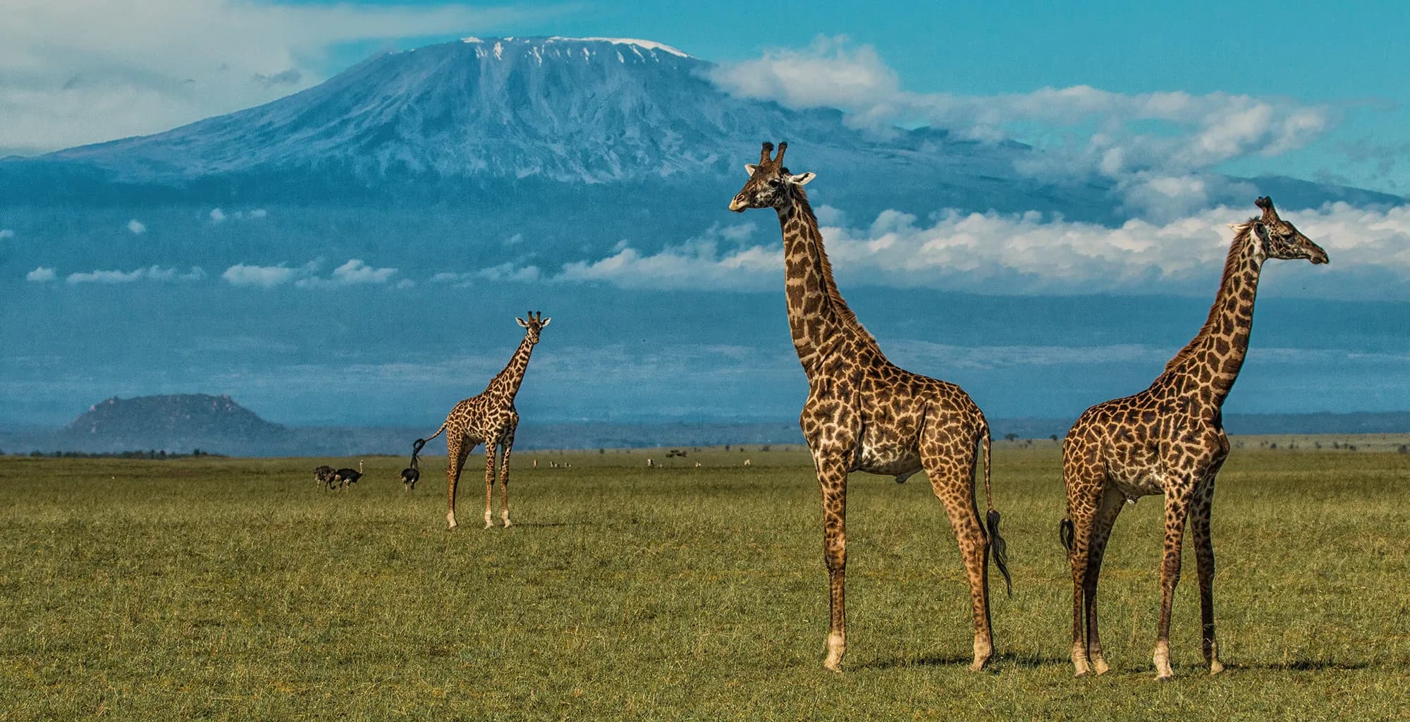 Maasai giraffe in Amboseli National Park Kenya