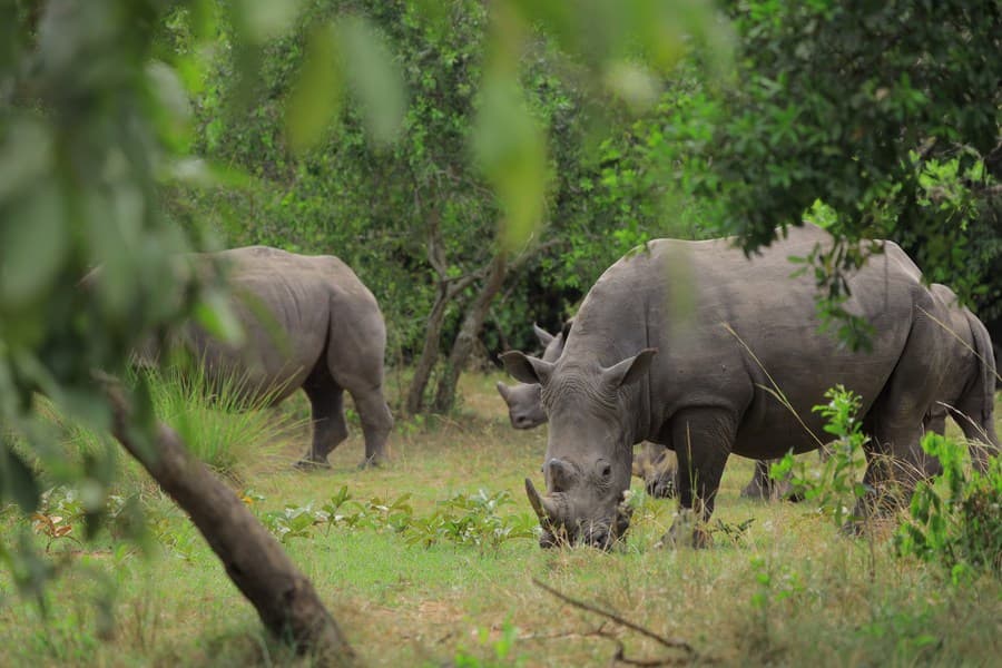 Ugandan rhino in Kaziranda National Park Uganda
