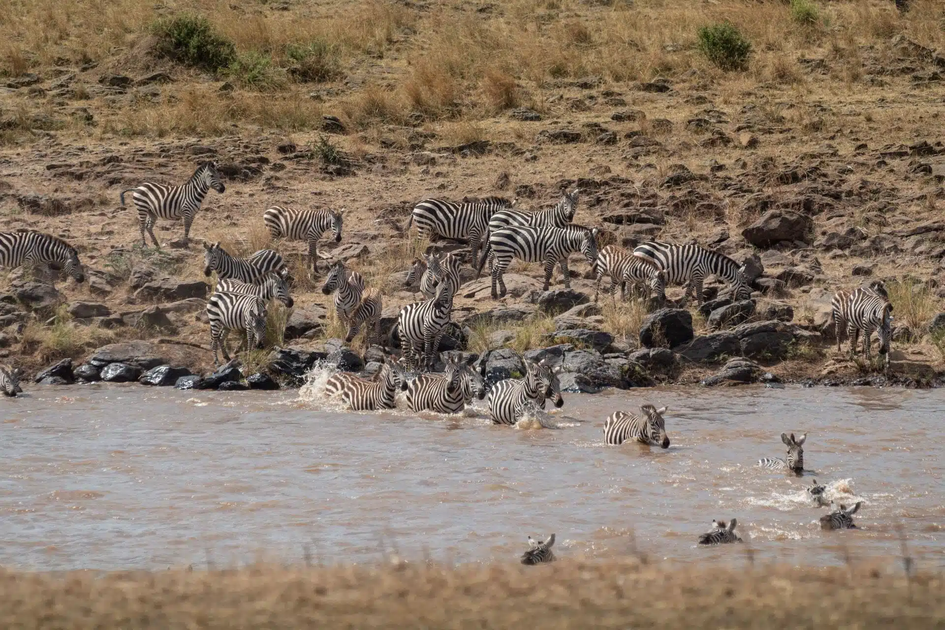 Zebra herds crossing river during Serengeti migration