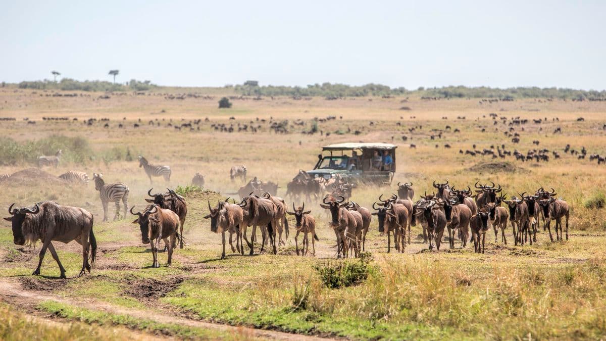 Wildlife sighting on cheap Kenya safari budget