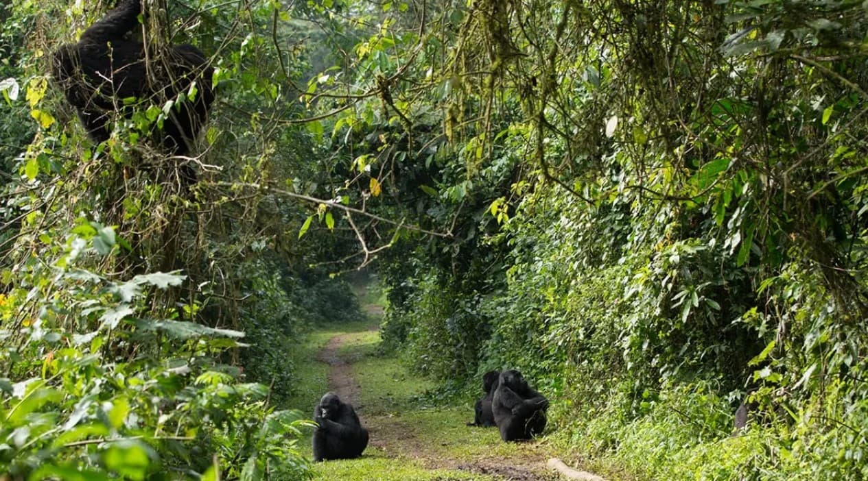 Dense forest trails in Bwindi Uganda gorilla trekking