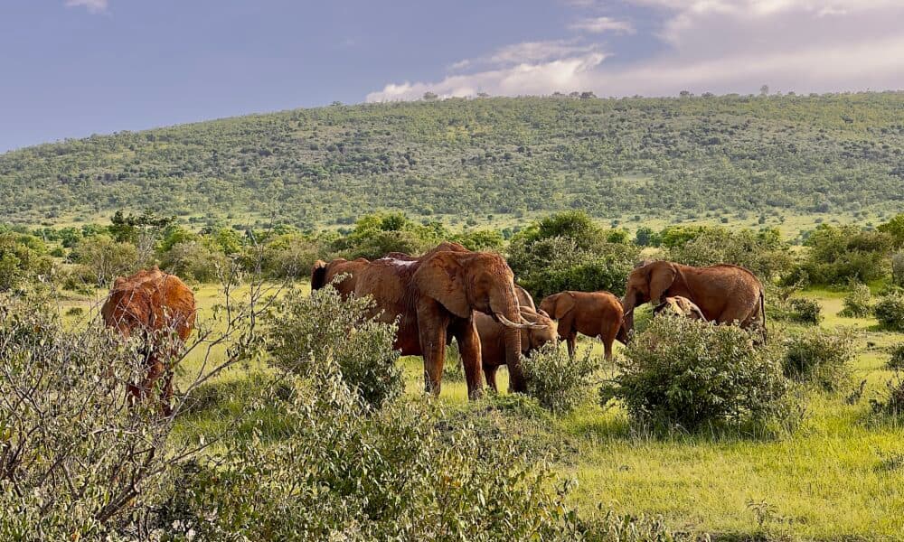 African elephant family in Masai Mara Kenya safari