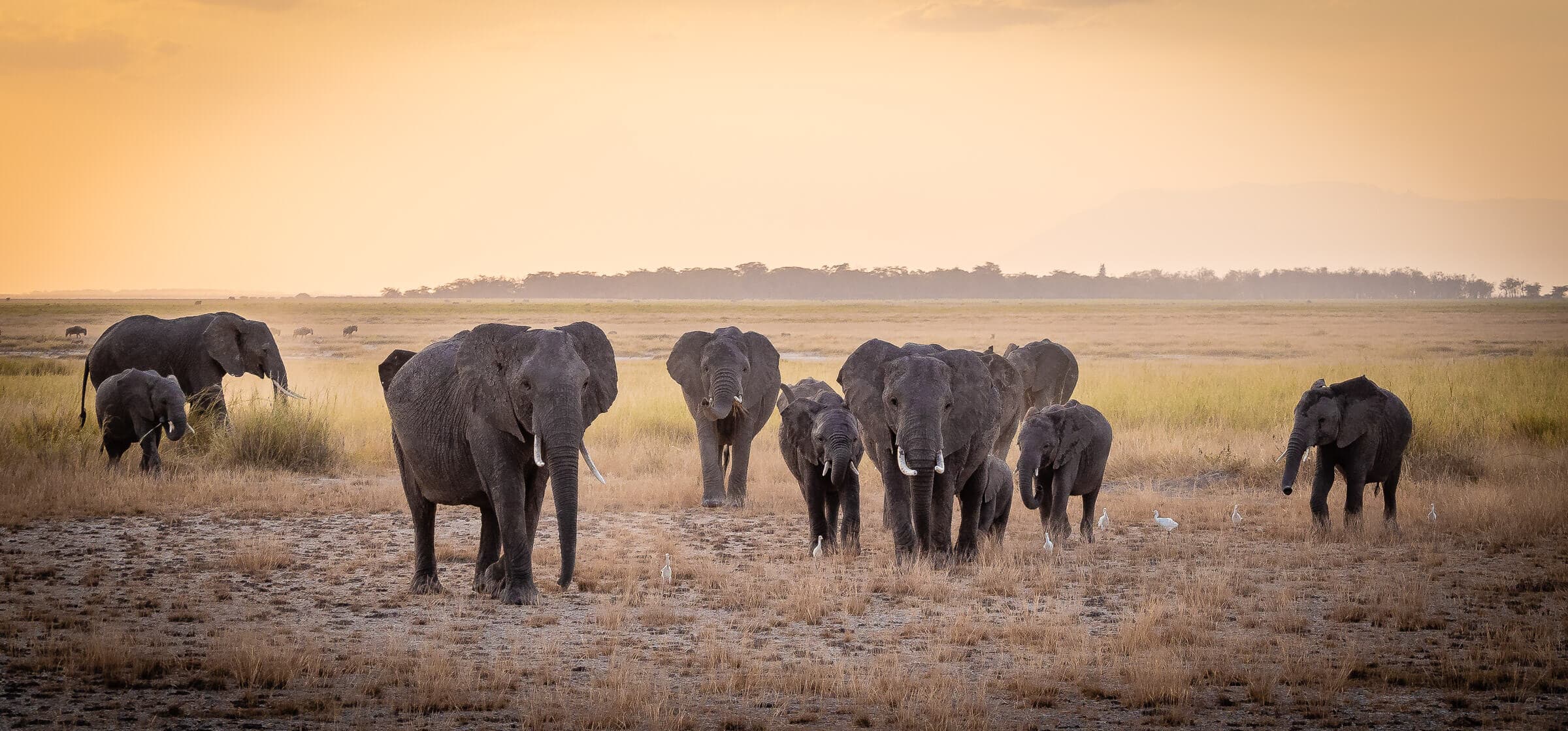 African elephant herd with Mount Kilimanjaro Kenya Amboseli