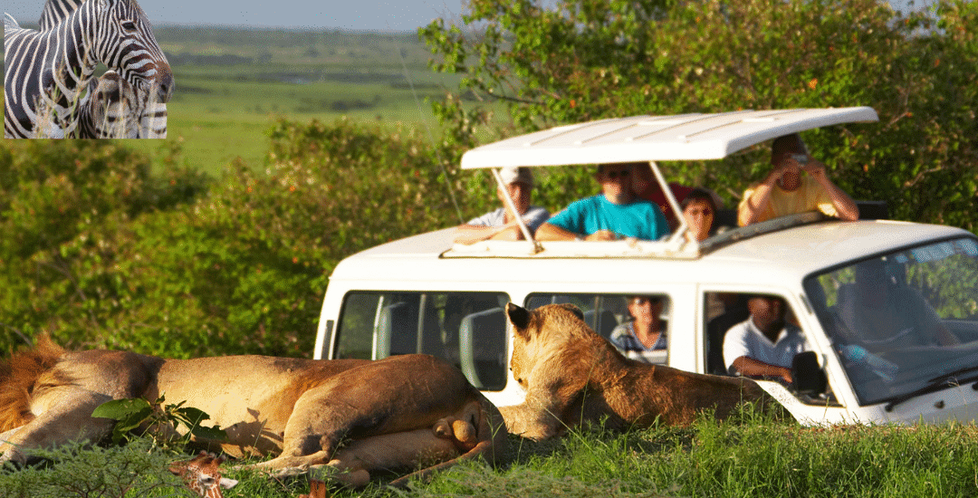 Group on budget safari Kenya shared vehicle