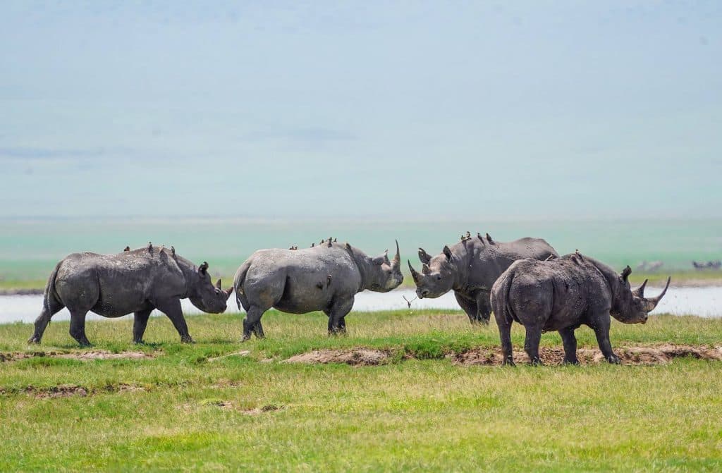 Black rhino in Ngorongoro Crater Tanzania endangered