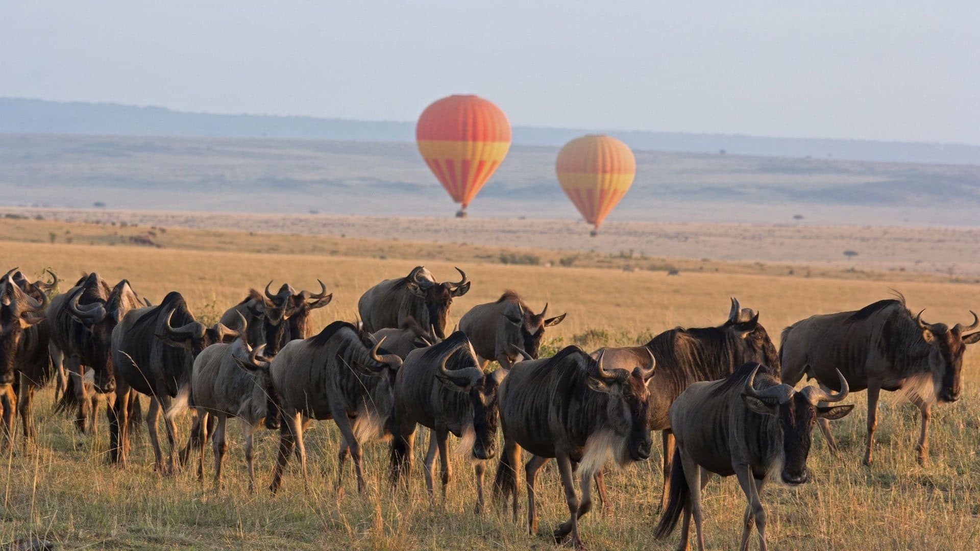 Serengeti landscape wildebeest migration Tanzania