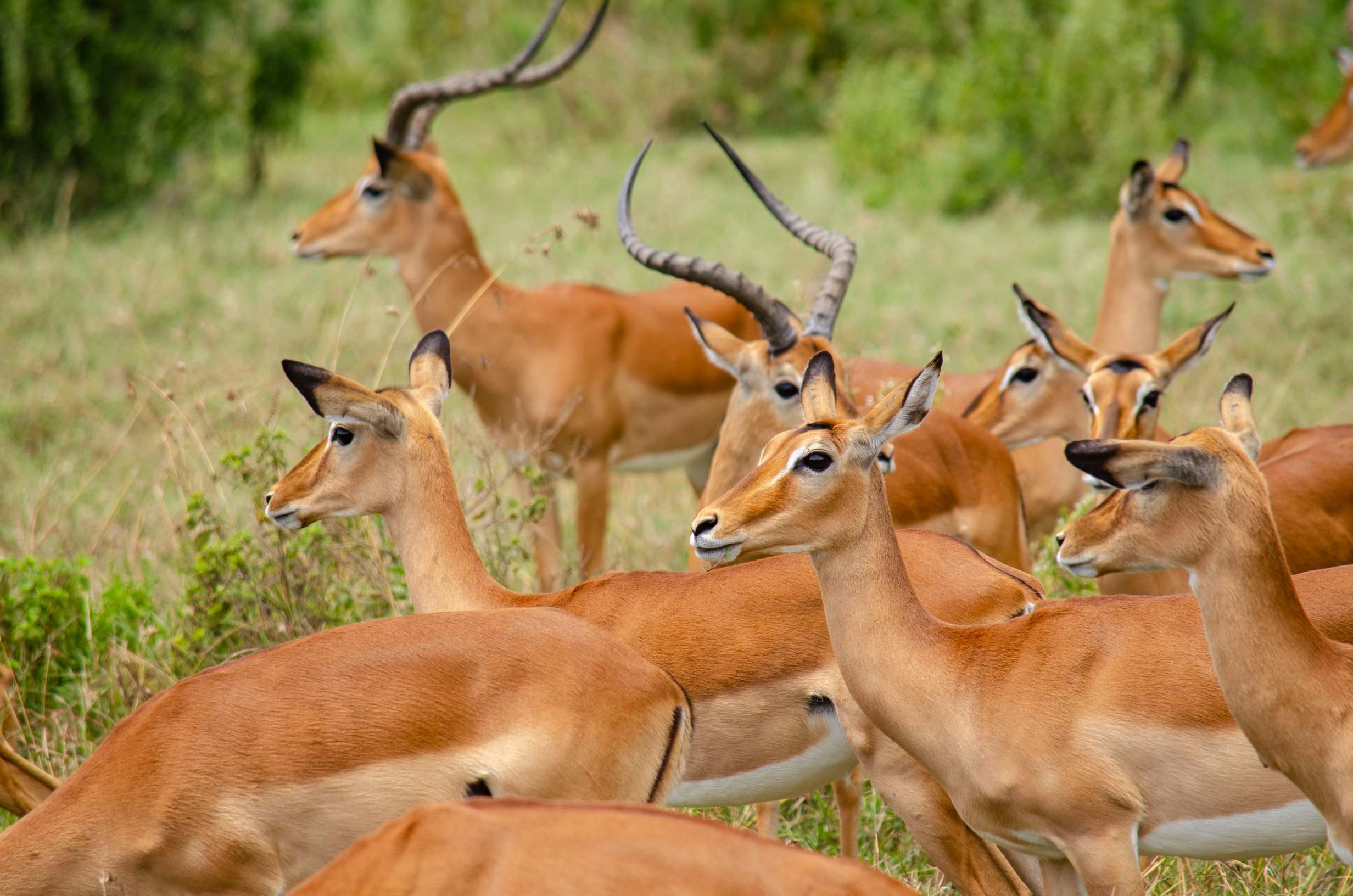 Professional wildlife photographer capturing Big Five Kenya