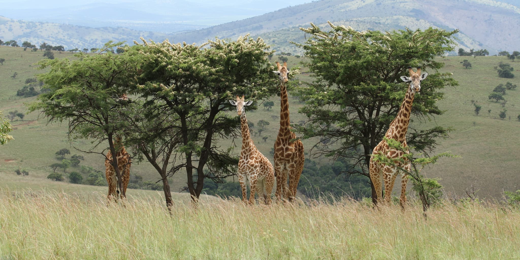 Elephant and giraffe landscape Akagera Rwanda