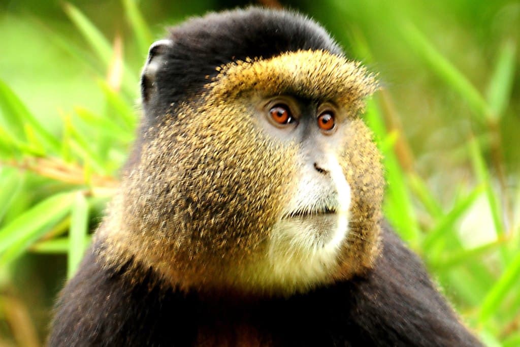 Golden monkey in Rwanda Volcanoes National Park