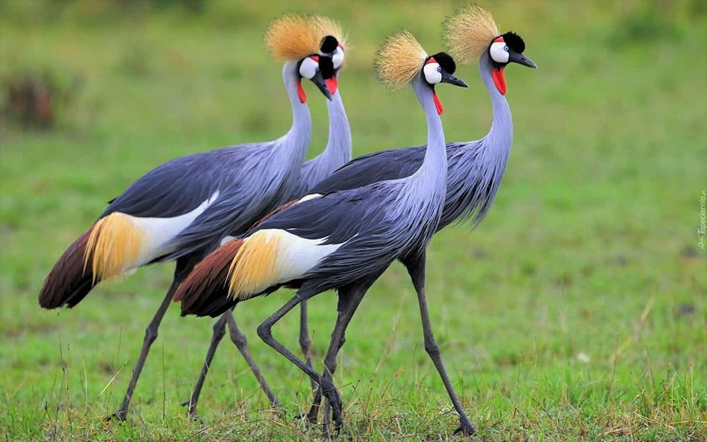 Crowned crane tracking Uganda bird watching