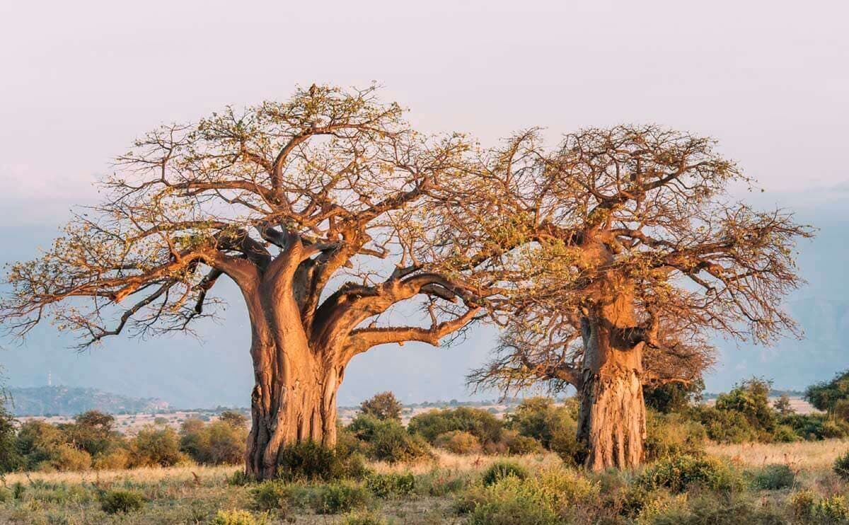 Tarangire River landscape with baobab trees