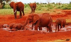 Large elephant with red clay in Tsavo East Kenya safari