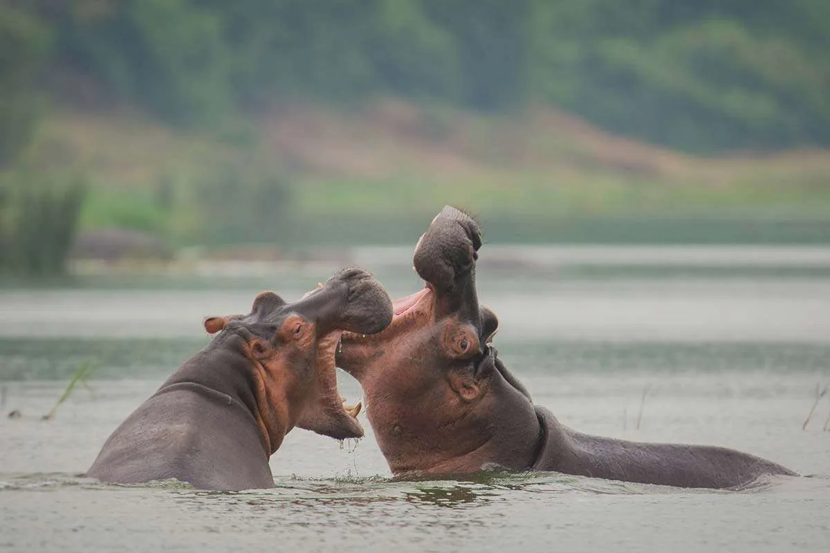 Kazinga Channel boat cruise hippos buffalo Uganda