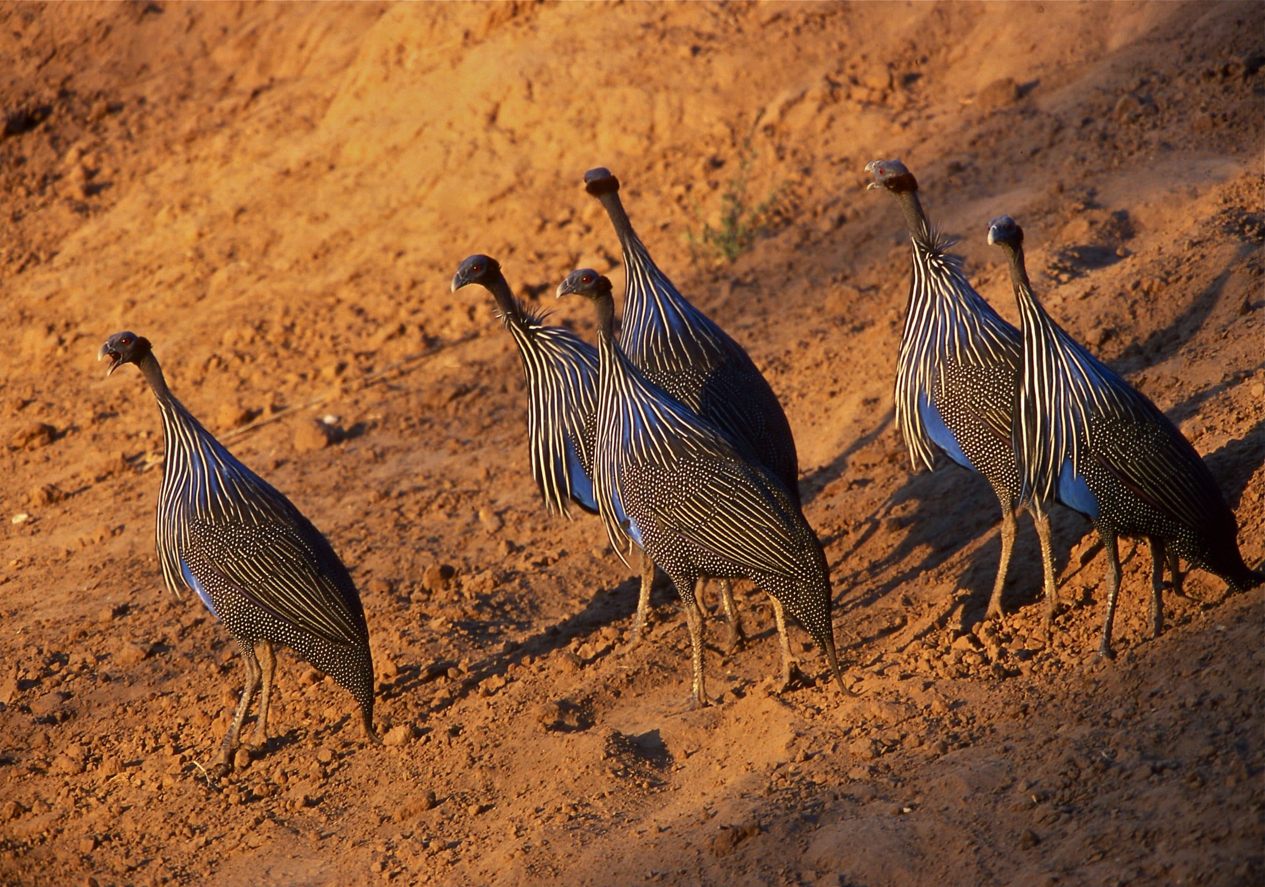 Birdwatching safari Tsavo Kenya