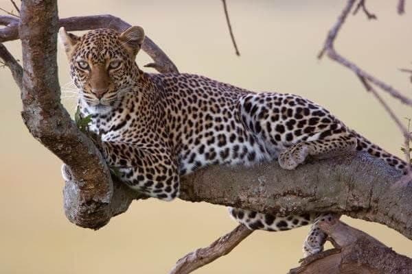 Leopard in tree during Kenya Big Five Safari Masai Mara
