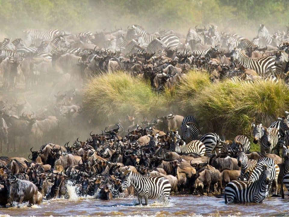 Thousands of wildebeest during migration in Tanzania Serengeti
