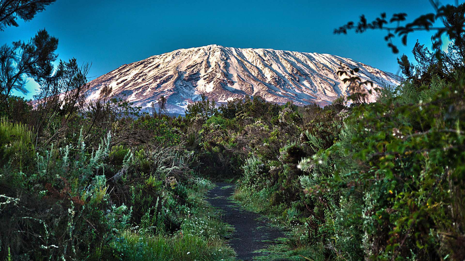 Lush rainforest at base of Mount Kilimanjaro