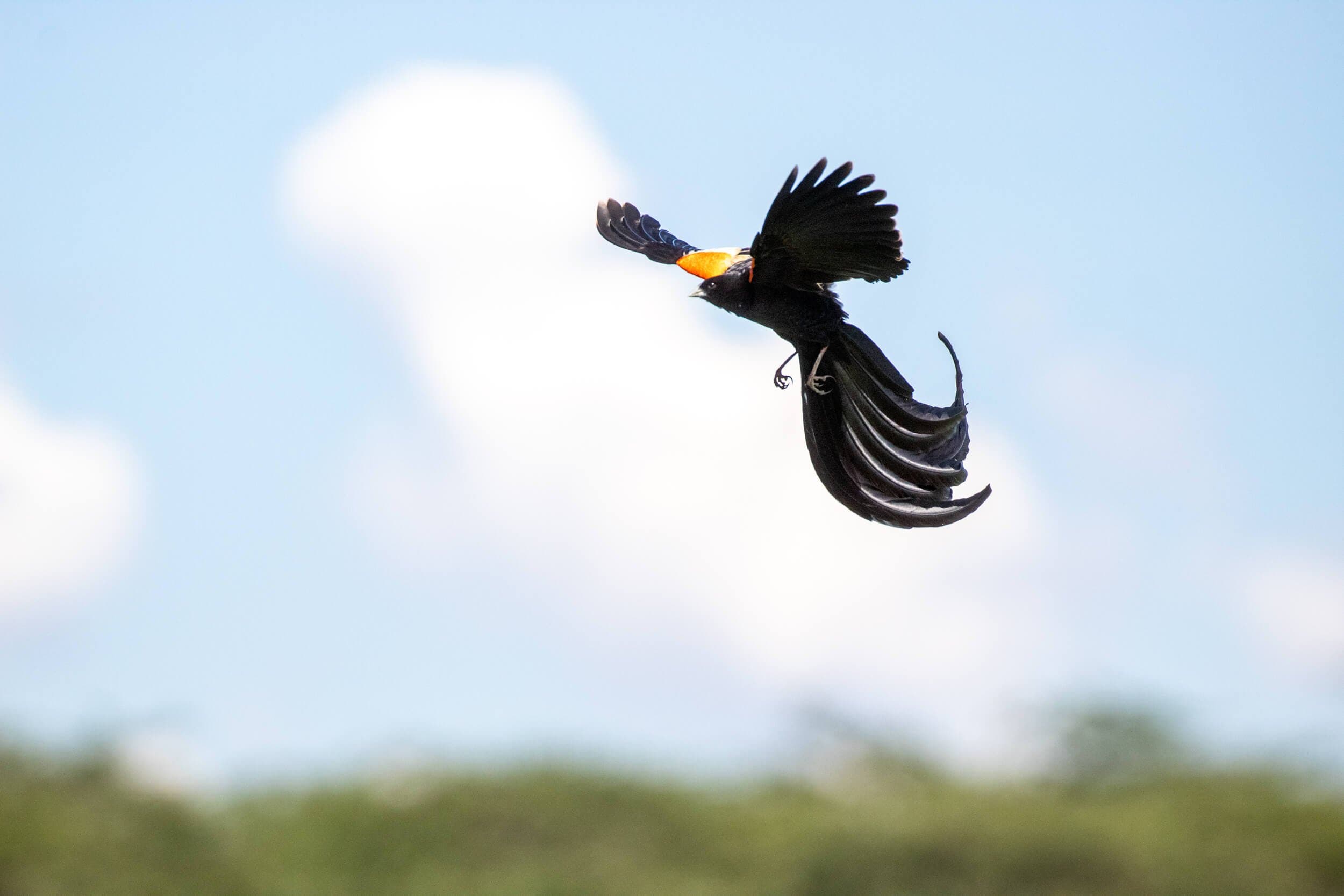 Birders with binoculars observing eagles Kenya