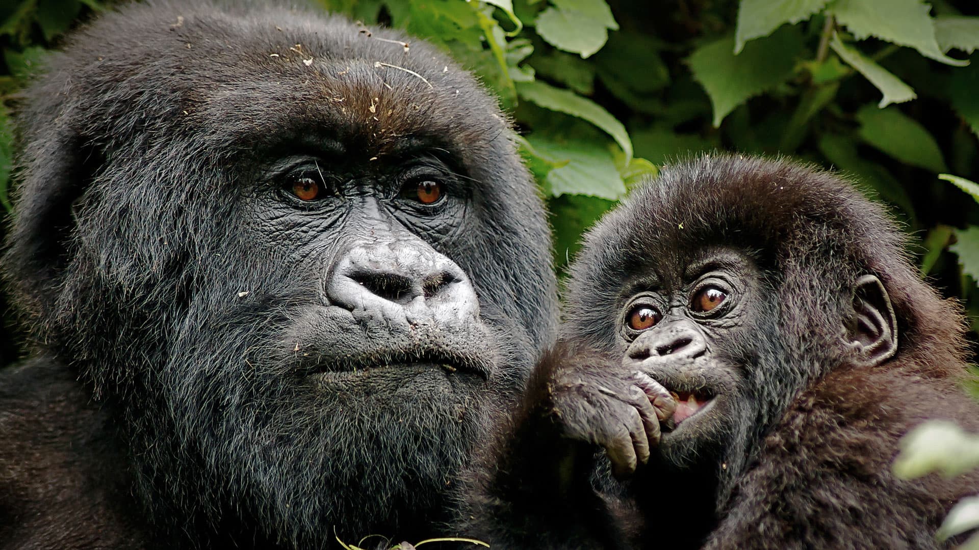 Mountain gorilla Rwanda and wildlife Kenya safari