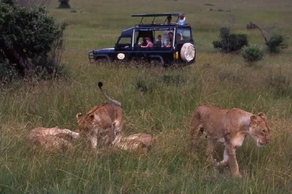 Family safari group in vehicle watching wildlife Kenya