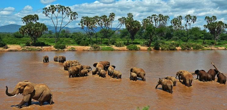 Large elephant herd at Tarangire River Tanzania