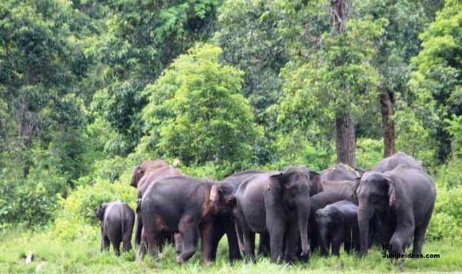 Elephant herd in Kaziranda National Park Uganda