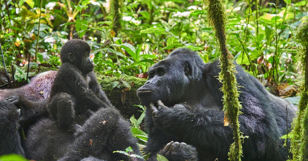 Baby gorilla playing in Bwindi Impenetrable Forest