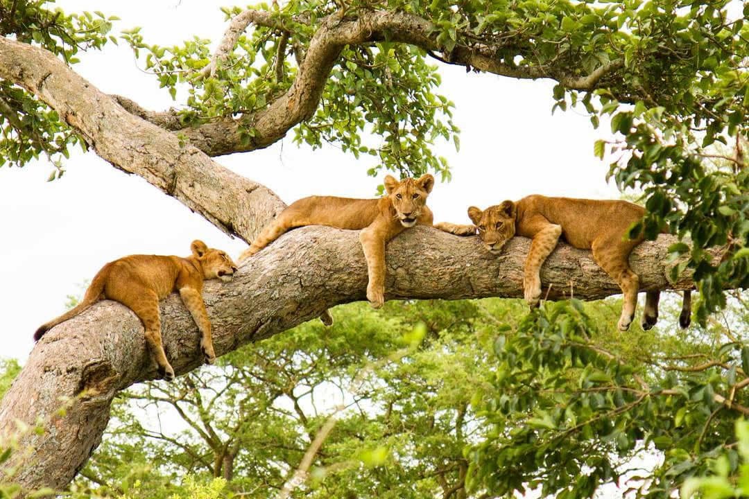 Tree-climbing lion in Queen Elizabeth National Park Uganda