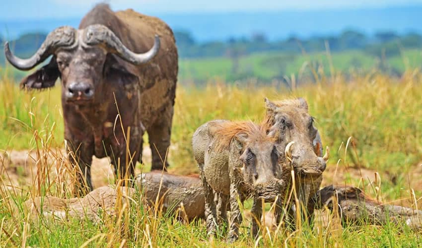 Wildlife elephant buffalo Murchison Falls Uganda