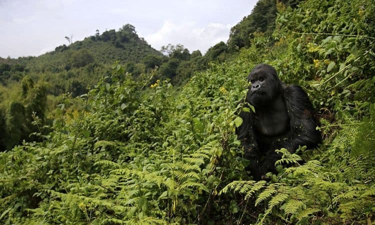 Mountain gorilla in Rwanda Volcanoes National Park