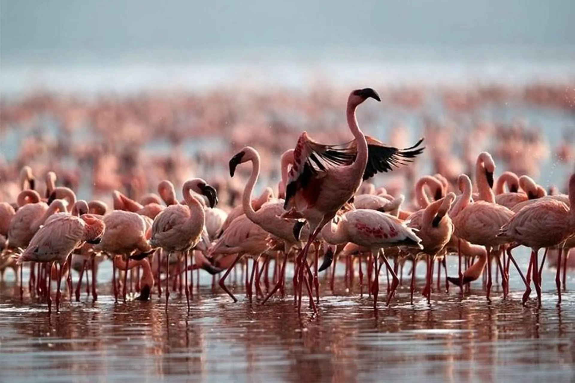 Flamingo flock at Lake Naivasha Kenya birdwatching
